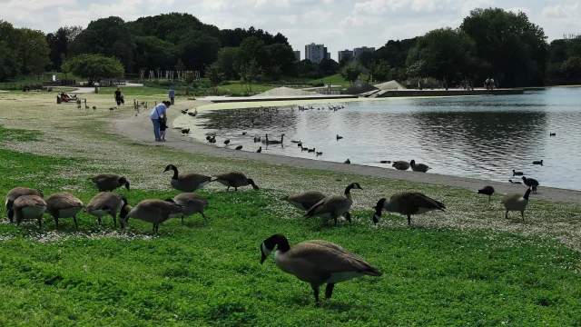 Parcgeorgesvalbon Canardscoti